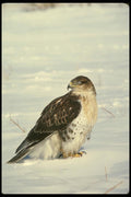 070059 Ferruginous Hawk, Showing Nictitating Eyelid A4 Photo Print