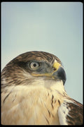 070060 Ferruginous Hawk (Head Shot) A4 Photo Print