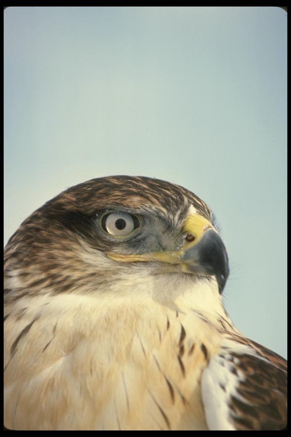 070060 Ferruginous Hawk (Head Shot) A4 Photo Print