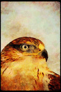 070060 Ferruginous Hawk (Head Shot) A4 Limited Edition Watercolour Print