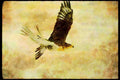 070061 Ferruginous Hawk In Flight A4 Limited Edition Watercolour Print