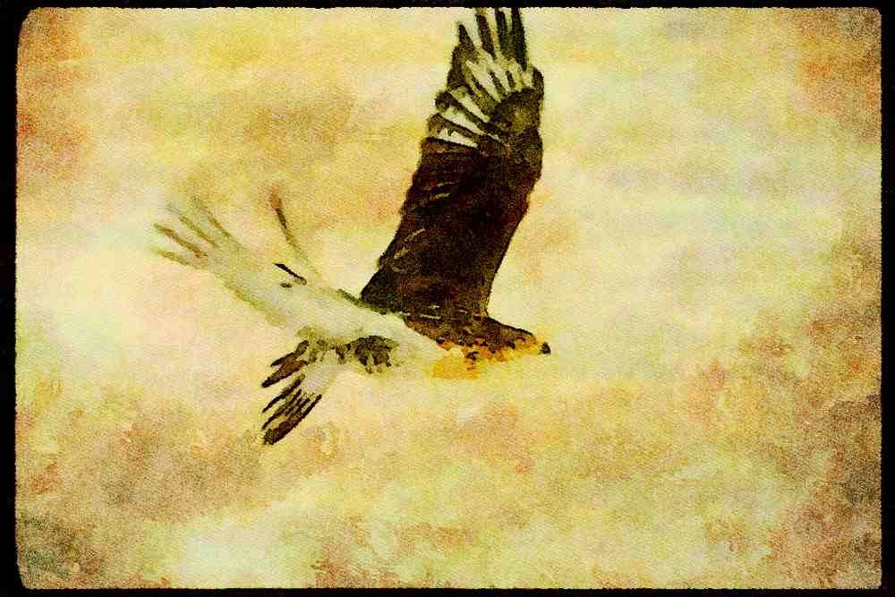 070061 Ferruginous Hawk In Flight A4 Limited Edition Watercolour Print