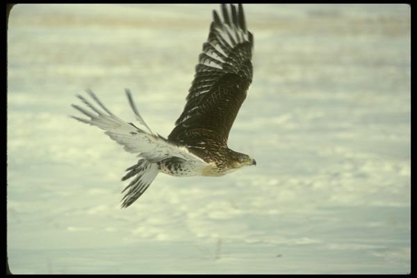 070061 Ferruginous Hawk In Flight A4 Photo Print