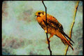 070062 Kestrel Hawk On Branch A4 Limited Edition Watercolour Print