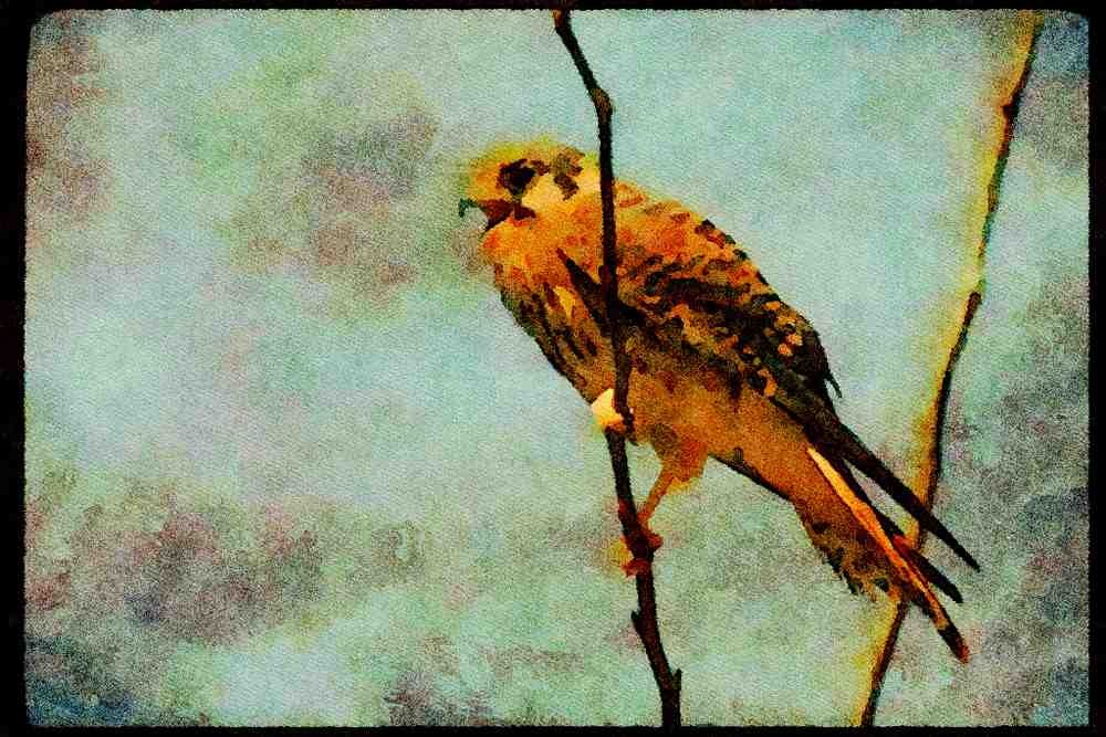 070062 Kestrel Hawk On Branch A4 Limited Edition Watercolour Print
