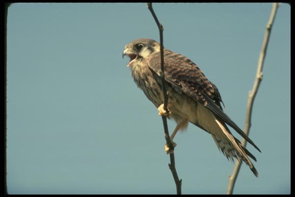 070062 Kestrel Hawk On Branch A4 Photo Print