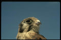 070063 Kestrel Hawk (Head Shot) A4 Photo Print