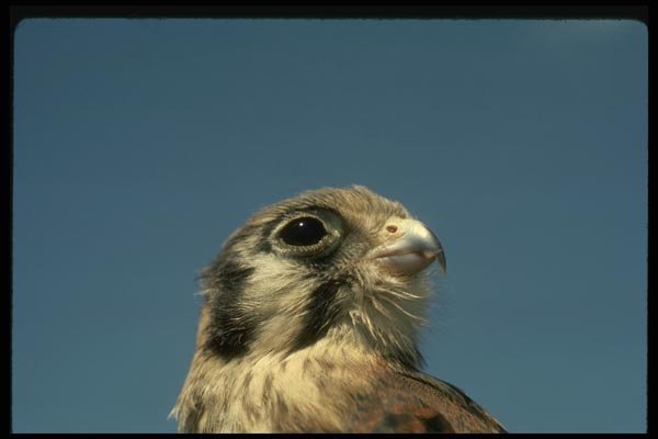 070063 Kestrel Hawk (Head Shot) A4 Photo Print