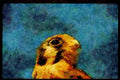070063 Kestrel Hawk (Head Shot) A4 Limited Edition Watercolour Print
