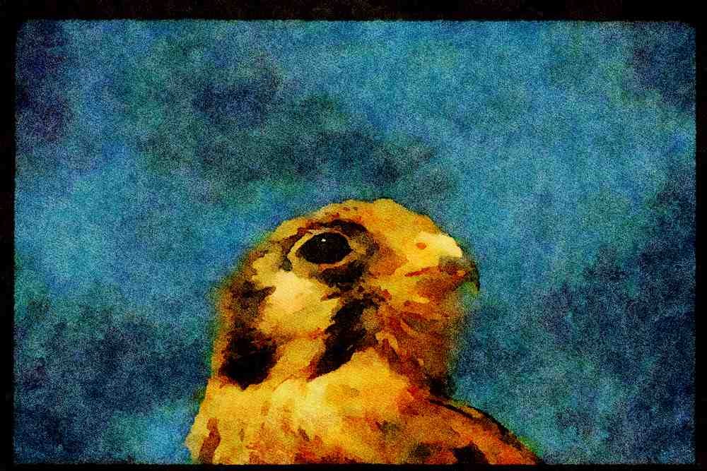 070063 Kestrel Hawk (Head Shot) A4 Limited Edition Watercolour Print