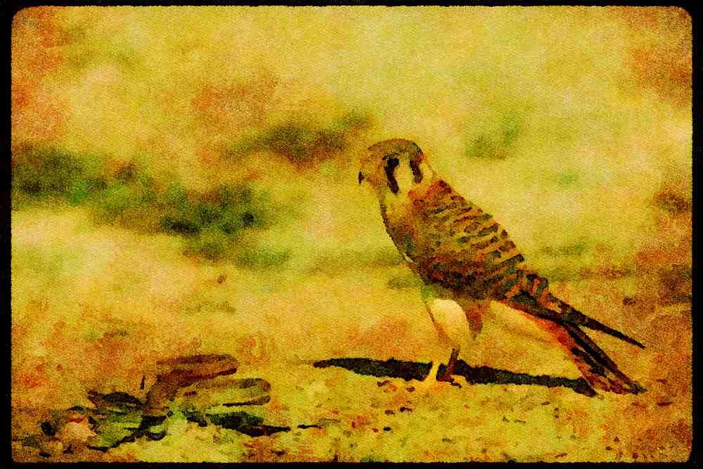 070064 Kestrel Hawk Confronting Queen Snake A4 Limited Edition Watercolour Print