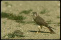 070064 Kestrel Hawk Confronting Queen Snake A4 Photo Print