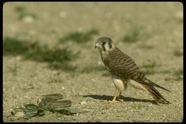 070064 Kestrel Hawk Confronting Queen Snake A4 Photo Print