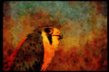 070065 Kestrel Hawk, Close Up A4 Limited Edition Watercolour Print