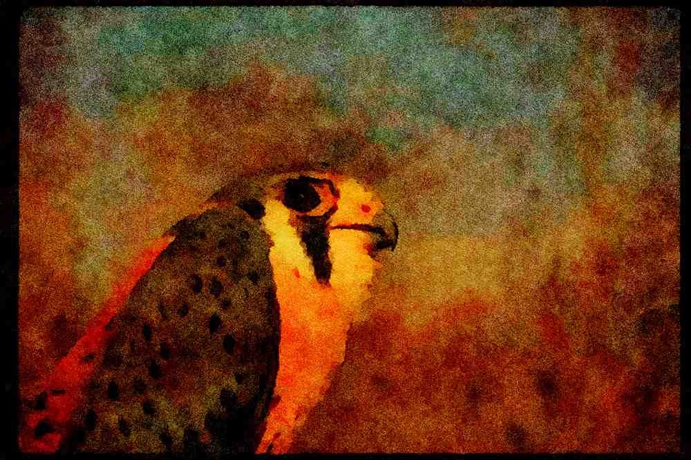 070065 Kestrel Hawk, Close Up A4 Limited Edition Watercolour Print