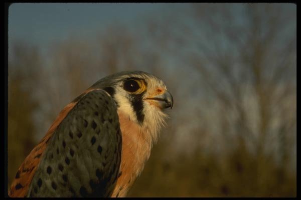 070065 Kestrel Hawk, Close Up  A4 Photo Print