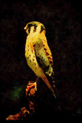 070066 Kestrel Hawk On Hunting Perch A4 Limited Edition Watercolour Print