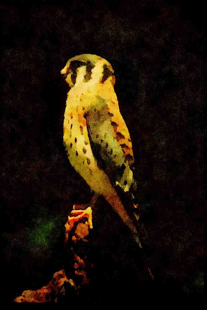 070066 Kestrel Hawk On Hunting Perch A4 Limited Edition Watercolour Print