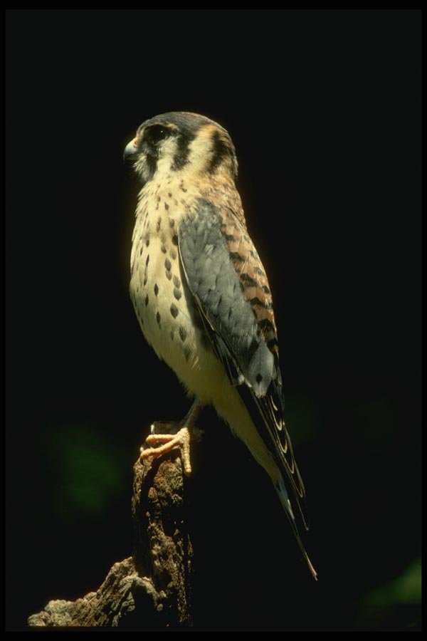 070066 Kestrel Hawk On Hunting Perch A4 Photo Print