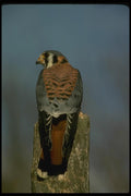 070067 Kestrel Hawk On Hunting Perch A4 Photo Print