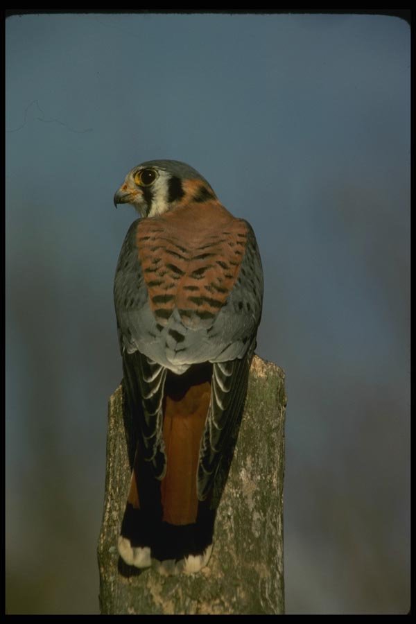 070067 Kestrel Hawk On Hunting Perch A4 Photo Print