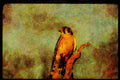 070068 Kestrel Hawk On Hunting Perch A4 Limited Edition Watercolour Print