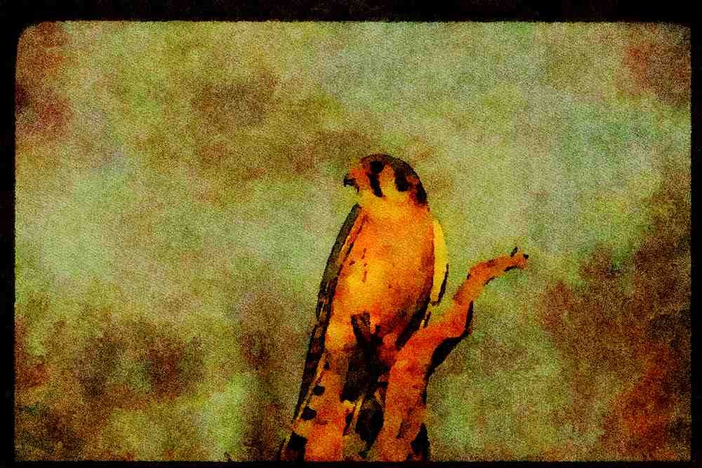 070068 Kestrel Hawk On Hunting Perch A4 Limited Edition Watercolour Print