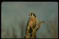 070068 Kestrel Hawk On Hunting Perch A4 Photo Print