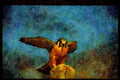 070069 Kestrel Hawk Lighting On Hunting Perch A4 Limited Edition Watercolour Print