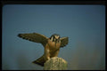 070069 Kestrel Hawk Lighting On Hunting Perch A4 Photo Print