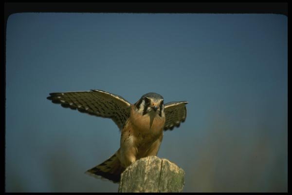 070069 Kestrel Hawk Lighting On Hunting Perch A4 Photo Print