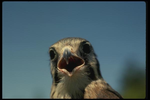 070070 Kestrel Hawk (Head Shot) A4 Photo Print