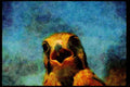070070 Kestrel Hawk (Head Shot) A4 Limited Edition Watercolour Print