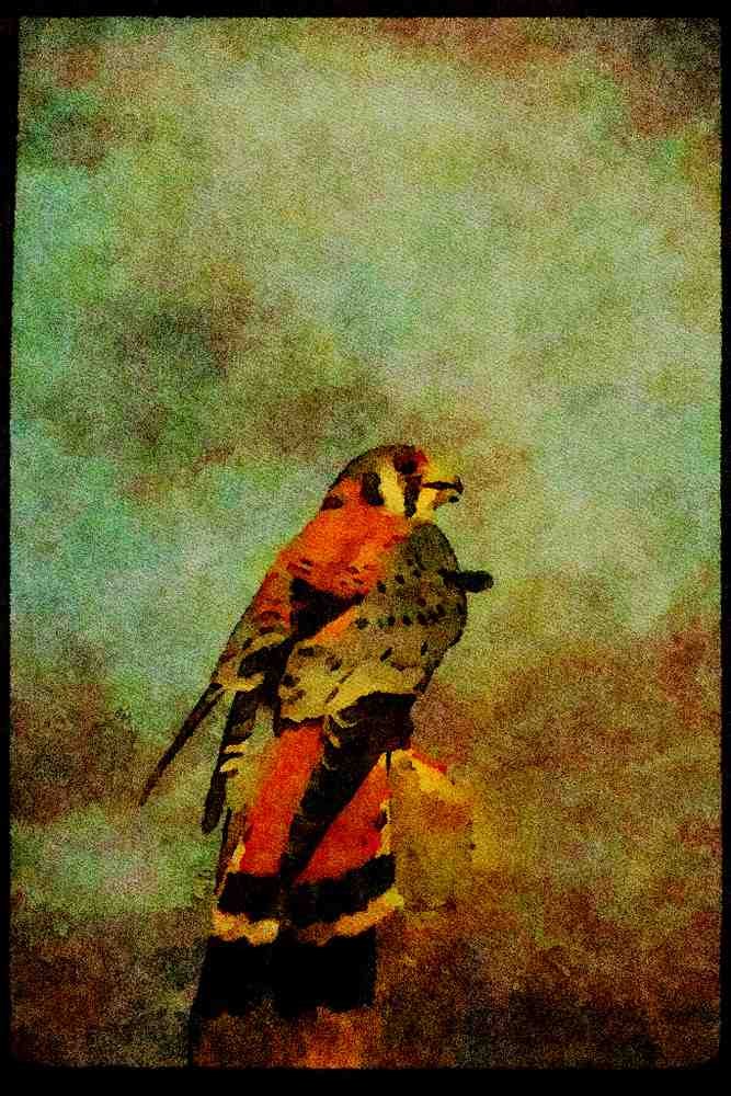 070071 Kestrel Hawk On Hunting Perch A4 Limited Edition Watercolour Print