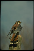070071 Kestrel Hawk On Hunting Perch A4 Photo Print