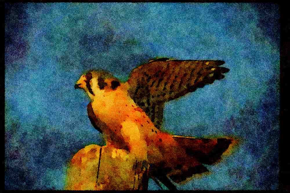 070072 Kestrel Hawk Landing On Hunting Perch A4 Limited Edition Watercolour Print