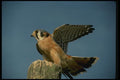 070072 Kestrel Hawk Landing On Hunting Perch A4 Photo Print