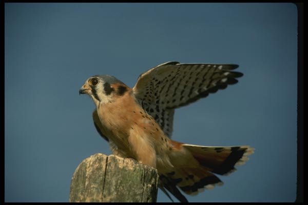 070072 Kestrel Hawk Landing On Hunting Perch A4 Photo Print