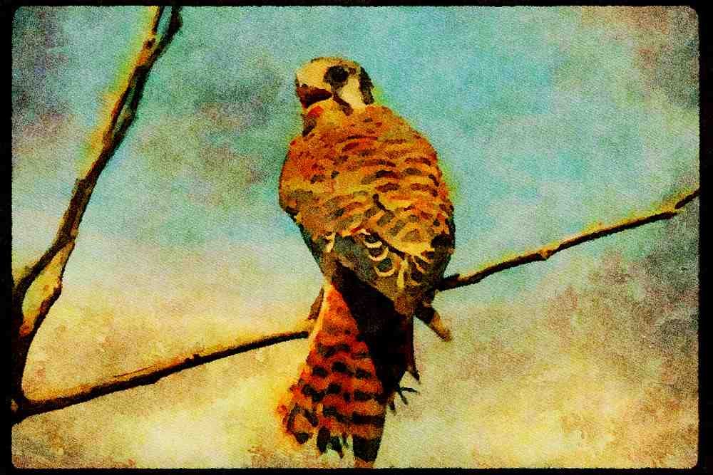 070073 Kestrel Hawk On Branch A4 Limited Edition Watercolour Print
