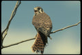 070073 Kestrel Hawk On Branch A4 Photo Print