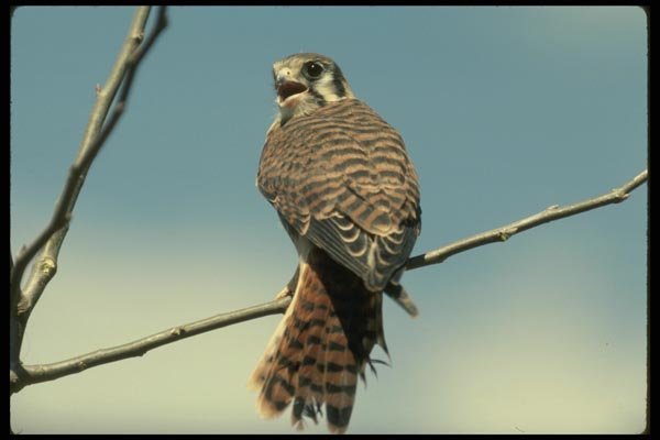 070073 Kestrel Hawk On Branch A4 Photo Print
