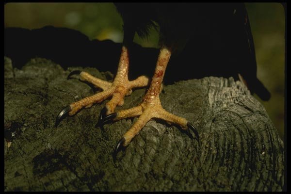070074 Talons Of Kestrel Hawk A4 Photo Print
