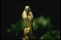 070075 Kestrel Hawk On Hunting Perch A4 Photo Print
