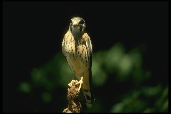 070075 Kestrel Hawk On Hunting Perch A4 Photo Print