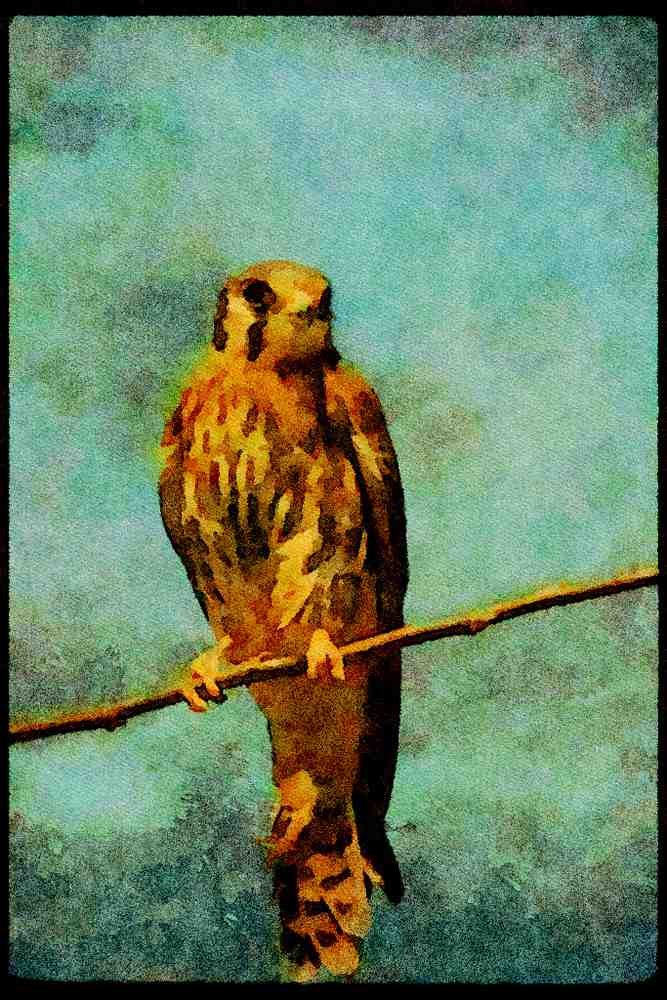 070076 Kestrel Hawk On Branch A4 Limited Edition Watercolour Print