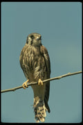 070076 Kestrel Hawk On Branch A4 Photo Print