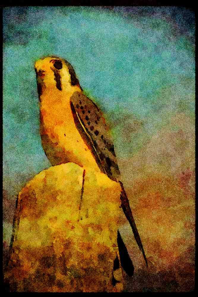 070077 Kestrel Hawk On Hunting Perch A4 Limited Edition Watercolour Print