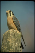070077 Kestrel Hawk On Hunting Perch A4 Photo Print