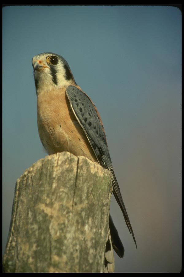 070077 Kestrel Hawk On Hunting Perch A4 Photo Print