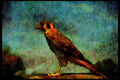 070078 Kestrel Hawk On Plucking Perch A4 Limited Edition Watercolour Print